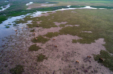 Dafeng elk National Nature Reserve, Yancheng City, Jiangsu Province, China