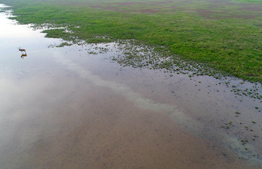 Dafeng elk National Nature Reserve, Yancheng City, Jiangsu Province, China