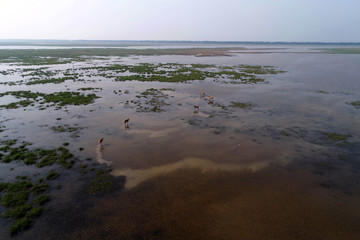 Dafeng elk National Nature Reserve, Yancheng City, Jiangsu Province, China