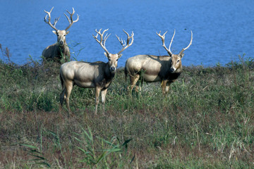 Dafeng elk National Nature Reserve, Yancheng City, Jiangsu Province, China