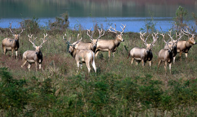 Dafeng elk National Nature Reserve, Yancheng City, Jiangsu Province, China