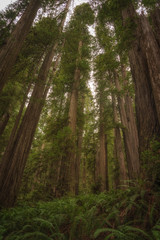 Massive Redwoods