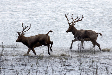 Dafeng elk National Nature Reserve, Yancheng City, Jiangsu Province, China