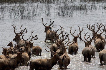 Dafeng elk National Nature Reserve, Yancheng City, Jiangsu Province, China