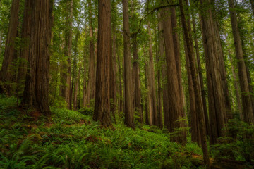 Fototapeta na wymiar Glowing Forest in the Redwoods - Redwoods National Park