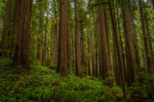 Glowing Forest in the Redwoods - Redwoods National Park © Riley Smith Photos