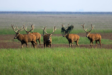 Dafeng elk National Nature Reserve, Yancheng City, Jiangsu Province, China