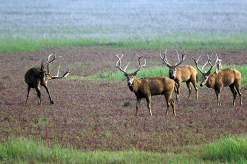 Naklejka na ściany i meble Dafeng elk National Nature Reserve, Yancheng City, Jiangsu Province, China