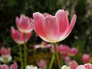 Obraz premium Beautiful flowers of bright pink tulips flower