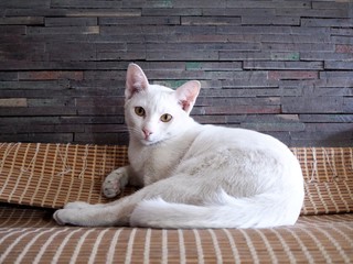 white kitten lying on wooden bed, Take care of health of pets with sick cat concept. © kittima