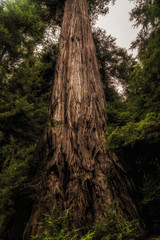 Redwood Tree - Redwoods National Park