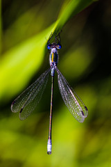Beautiful insect on a blurred nature background. Dragonfly.