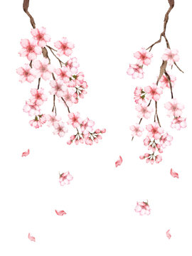 桜の枝水彩画