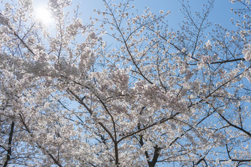 Sunlight shining through the sakura cherry blossoms on blue sky in spring.