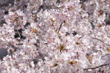 Beauty cherry blossom blooming in spring.