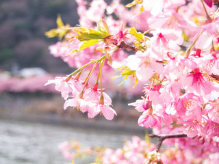 満開の河津桜