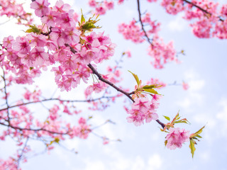 満開の河津桜