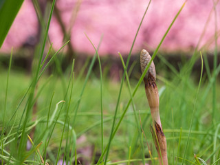 春が来て河津桜が咲く土手に伸び始めたつくし