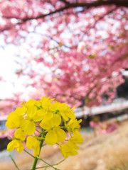 満開の菜の花と河津桜