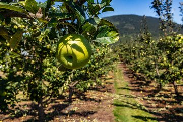 Green apple on the tree branch close up and selective focus view against orchard trees background,...