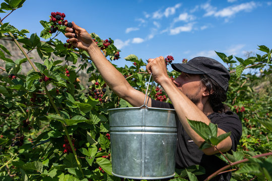 caucasian farmer man holding a metal bucket as he picking fresh ripe blackberries fruits during harvesting, U or you pick organic farm concept