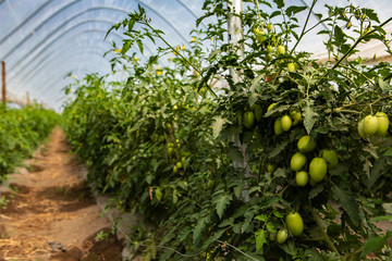 selective focus shot of green unripe long plum tomatoes fruits growing on vines in a greenhouse, blurred background of plants with copy space on left