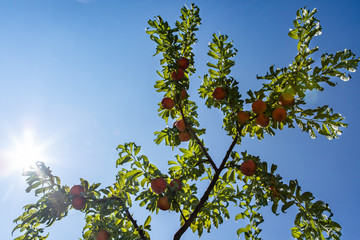 Peach tree branches full of fruits and green leaves in selective focus and low angle view. against shining sun on the clear blue sky during a sunny day