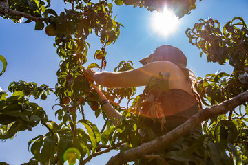 low angle view of a caucasian woman up between tree branches picking peach fruits, under the...