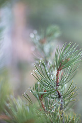 pine branch with cones