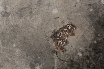 A dead air-dried rat lying on the concrete floor