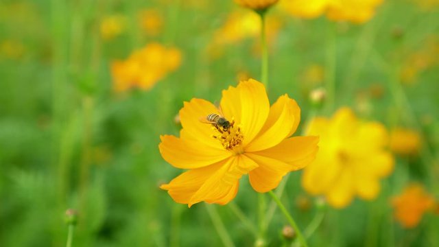 Close up of honey bee collecting nectar on the yellow cosmos in the flower garden