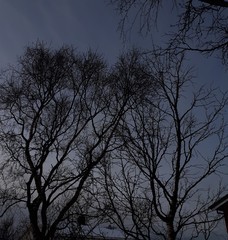 silhouette of a tree against blue sky - Bod&oslash; 