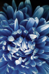 Luxurious elegant macro closeup of the chrysanthemum or aster bud aand petals of the flower.