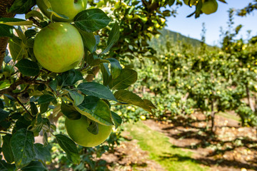 Green apples on the tree branch close up and selective focus with leaves against orchard trees background, Okanagan Valley, British Columbia, Canada