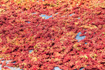 Sumac drying