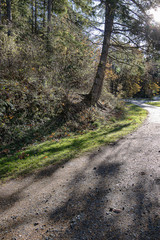 forest with fallen leaves and pathway in early fall