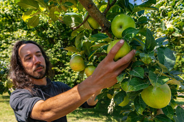 Caucasian man with long hair picking ripe green and fresh apple fruit from tree branch on the orchard, selective focus on his hand, apples and leaves