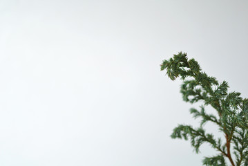 ヒバのある室内