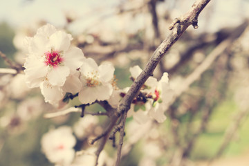 background of spring cherry blossoms tree. selective focus