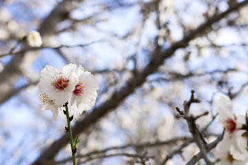 background of spring cherry blossoms tree. selective focus