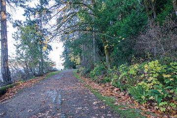 forest with fallen leaves and pathway in early fall