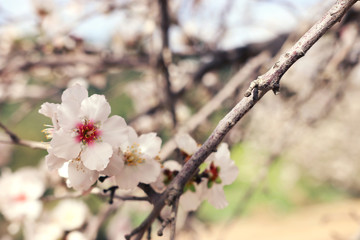 background of spring cherry blossoms tree. selective focus
