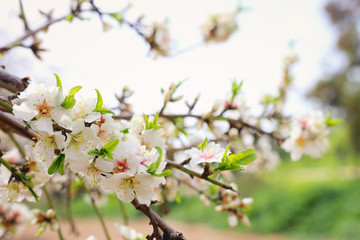 background of spring cherry blossoms tree. selective focus