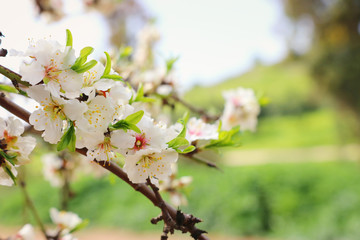 Obraz premium background of spring cherry blossoms tree. selective focus