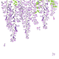 wisteria flowers on white background