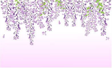 wisteria purple flower