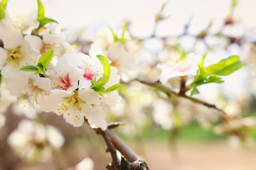 background of spring cherry blossoms tree. selective focus
