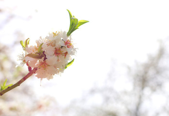 background of spring cherry blossoms tree. selective focus