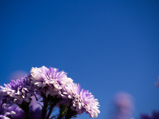Close up the Purple and White Marguerite flowers blooming in the garden nature and landscape backgrounds
