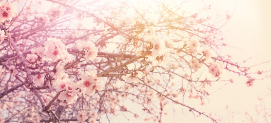 Obraz na płótnie Canvas background of spring cherry blossoms tree. selective focus